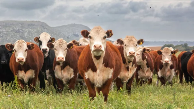 Ganado firme, reposición activa, sube la lana y repunta la faena: las claves de la semana en el agro