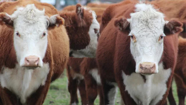 Ganado firme, reposición activa y suba en la faena ovina: claves de la semana en el agro