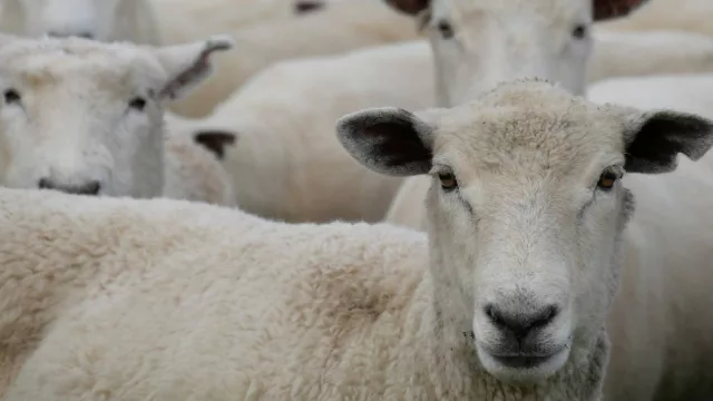 Ganado firme, reposición en zafra y caída en la faena ovina: las claves de la semana en el agro