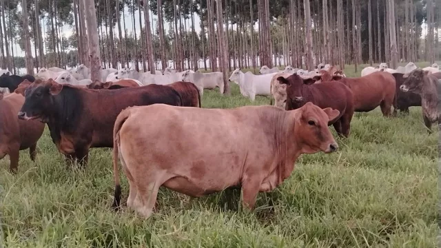 Ganado firme, reposición activa y repunte en la faena vacuna: las claves de la semana en el agro