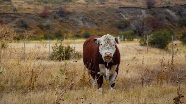 Ganado gordo firme, ajuste en reposición y fuerte caída en la faena ovina: señales del mercado agropecuario