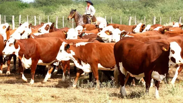 Ganado gordo con leve ajuste, más faena vacuna y recuperación ovina: las claves de la semana en el agro