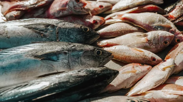 Boga y sábalo concentraron casi el 90% de las capturas relevadas en la pesca artesanal del Río Uruguay