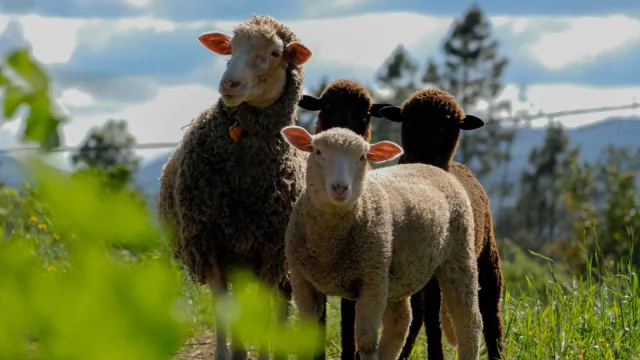Ganado gordo firme, reposición estable y repunte de la faena ovina: señales del mercado agropecuario