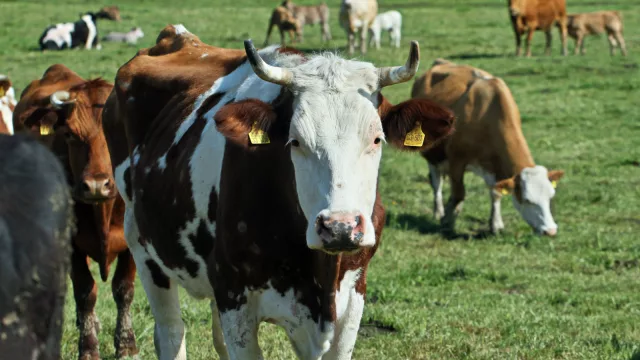 Jano Bauer: "El desafío ya no es vender carne como commodity, sino como un producto de calidad"