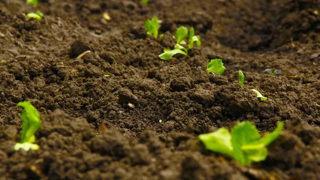 La Asociación Agro-Pecuaria de Dolores y 18 empresas privadas impulsan la expansión del encalado en el agro uruguayo