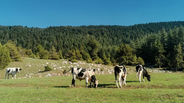 Ganado gordo mantiene la firmeza mientras la faena ovina vuelve a retroceder