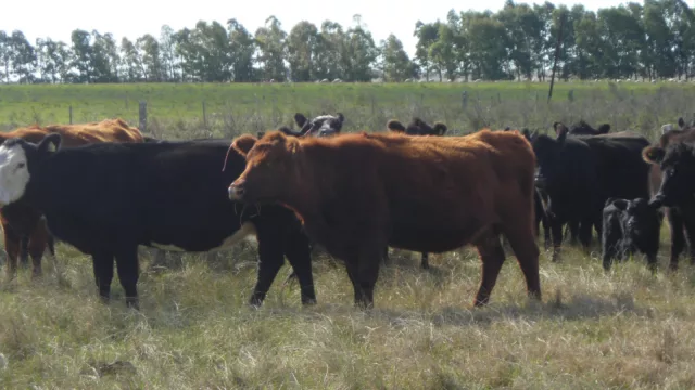 Procría: productores recibirán hemovacunas gratuitas para fortalecer la sanidad del rodeo