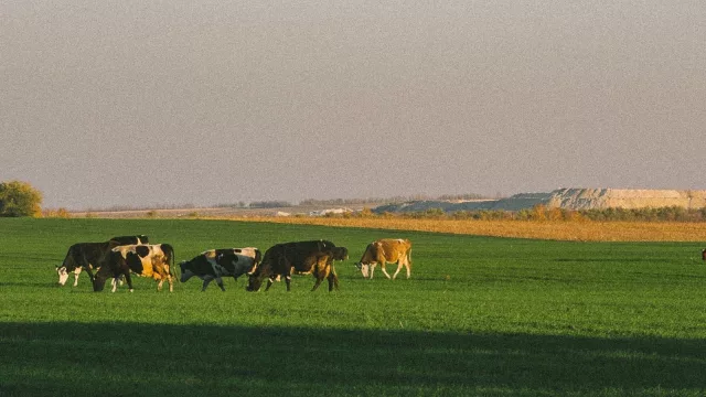 Ganado firme y reposición en alza, pero la faena ovina se desploma: las señales que deja el agro