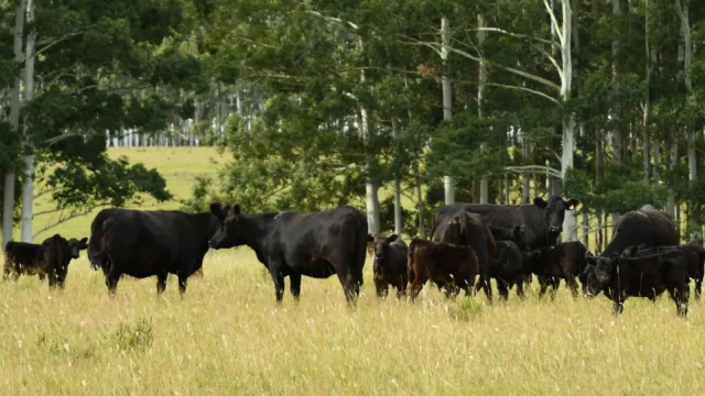 Una raza que gana en calidad no en volumen (la producción de wagyu en UY cada vez se consolida más)