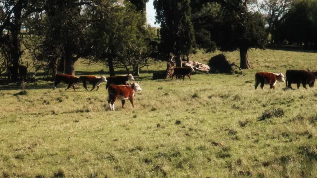 Ganado sigue firme, el novillo se acerca a los US$ 6 y la faena vuelve a superar las 40.000 cabezas