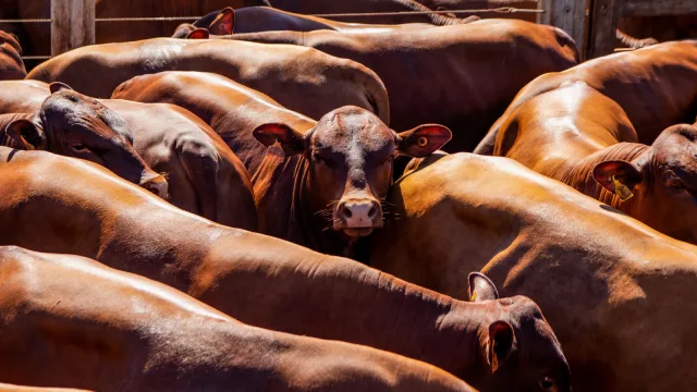 Claves en la semana del agro: el ganado gordo sigue en alza, pero la faena vacuna cae casi 8%