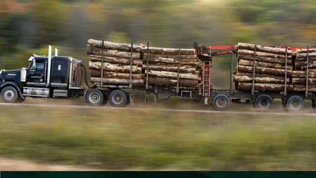 Juan Lacaze recibirá a referentes de cuatro países en el Foro Forestal Regional 2026