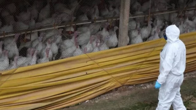 Newcastle en Brasil: Uruguay suspende temporalmente el ingreso de aves y productos avícolas